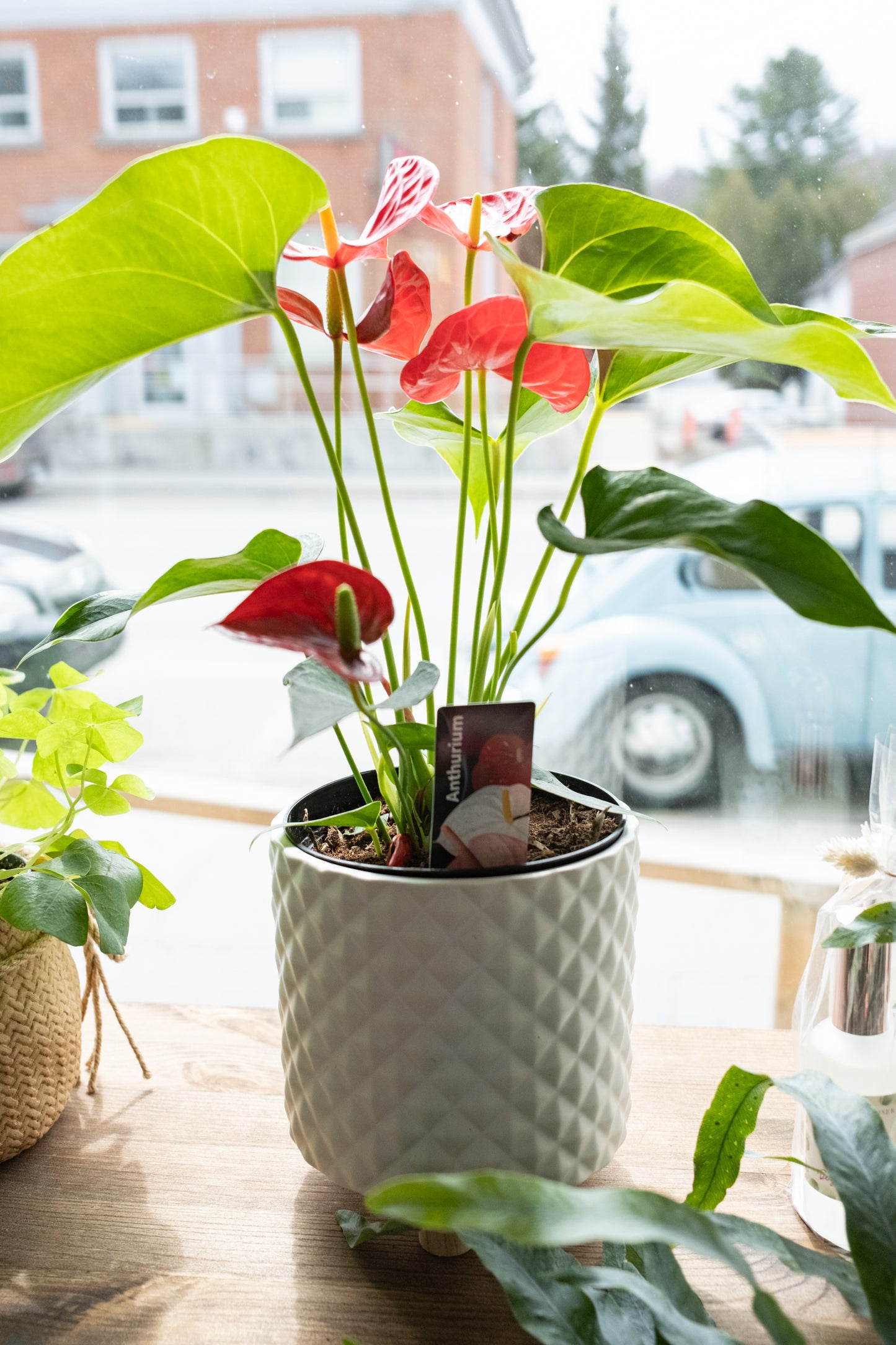 Anthurium 6"