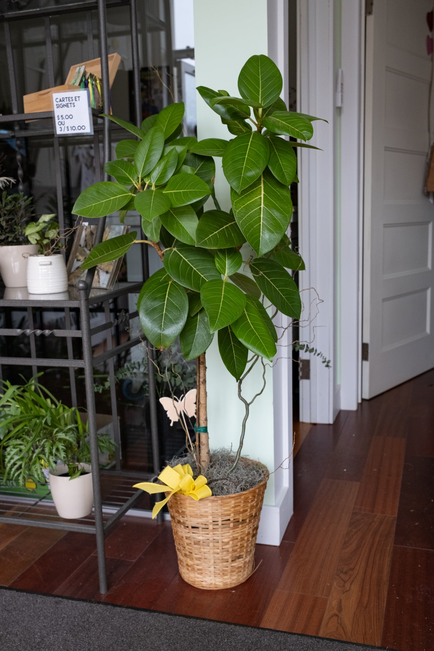 Ficus Altissima Tree