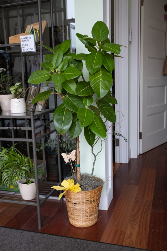 Ficus Altissima Tree